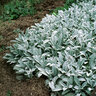 Stachys Byzantina Lambs Ear