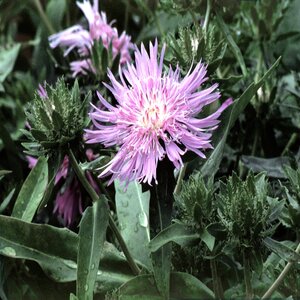 Stokesia Laevis Stokes Aster