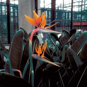 Strelitzia Reginae Bird of Paradise