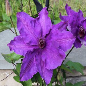 Clematis The President Clematis 1 gal. Container