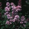 Syringa meyeri Palibin Dwarf Korean Lilac
