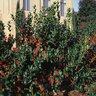 Ilex Cornuta Burfordii Chinese Holly 5 ft. Height Ball and Burlap