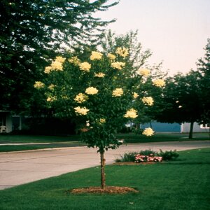 Syringa Pekinensis China Snow Peking Lilac