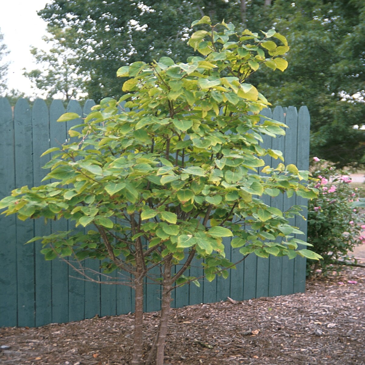 Syringa Reticulata Japanese Tree Lilac | SiteOne US