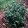 Ilex Crenata Green Lustre Japanese Holly 7 gal. Container