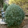 Ilex Glabra Inkberry Holly 5 gal. Container