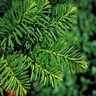 Taxus cuspidata Nana Dwarf Japanese Yew