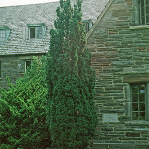 Taxus X Media Hatfieldii Anglojap Yew