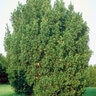 Taxus X Media Hicksii Anglojap Yew