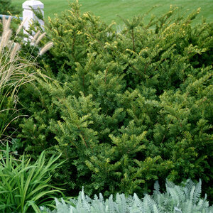 Taxus X Media Tauntonii Anglojap Yew