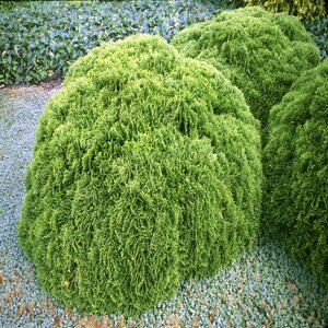 Thuja Occidentalis Danica Arborvitae