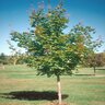 Acer Truncatum x Platanoides Pacific Sunset Maple 25-30 gal. Container