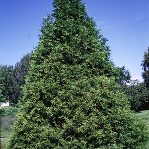 Thuja Occidentalis Elegantissima Arborvitae
