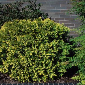 Thuja Occidentalis Golden Globe Arborvitae