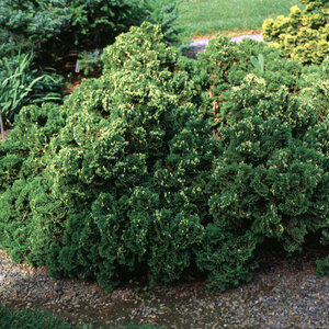 Thuja Occidentalis Hetz Midget Arborvitae