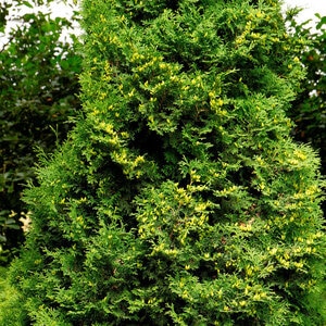 Thuja Occidentalis Holmstrup Arborvitae