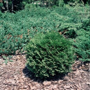 Thuja Occidentalis Little Giant Arborvitae