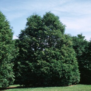 Thuja Occidentalis Nigra Arborvitae