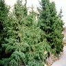 Pinus Aristata Bristlecone Pine 48 in. Height Ball and Burlap