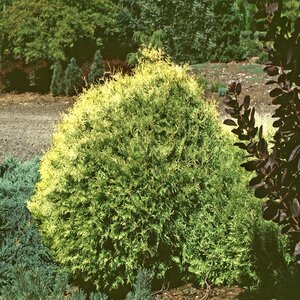 Thuja Occidentalis Rheingold Arborvitae