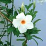 Mandevilla X Sun Parasol Sunparacoho White Mandevilla 3 gal. Container