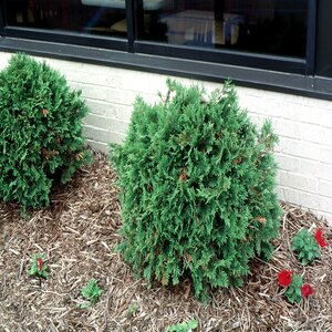 Thuja Occidentalis Woodwardii Arborvitae