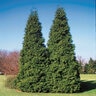 Thuja Plicata Spring Grove Western Red Cedar