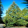 Thuja Plicata Western Red Cedar