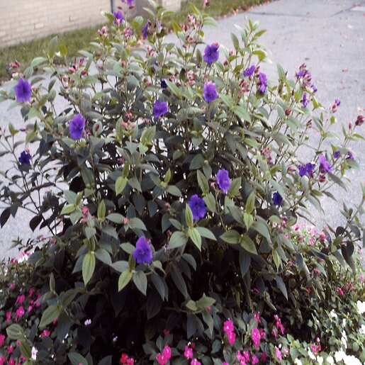 Tibouchina Urvilleana Princess Flower