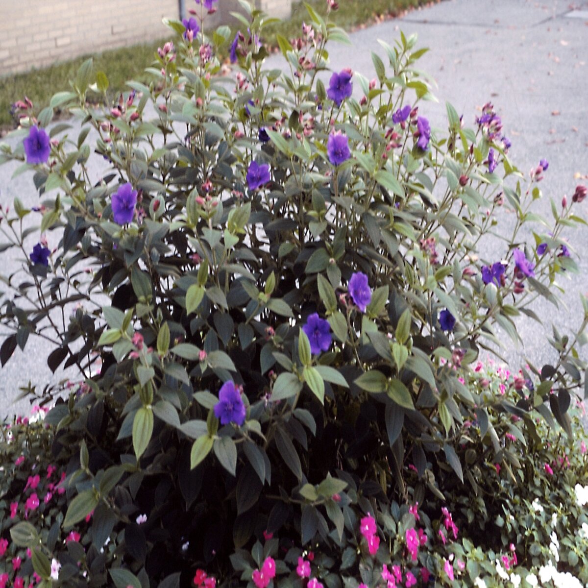 Tibouchina Urvilleana Princess Flower | SiteOne US