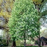 Tilia Tomentosa Silver Linden