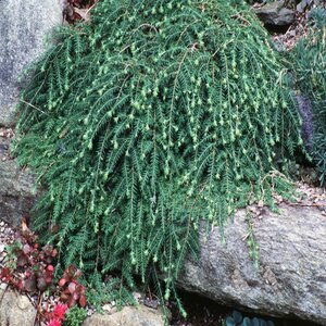 Tsuga Canadensis Cole's Prostrate Eastern Hemlock