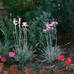 Tulbaghia Violacea Variegata Society Garlic