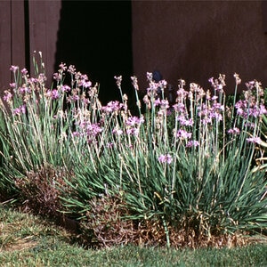Tulbaghia Violacea Society Garlic