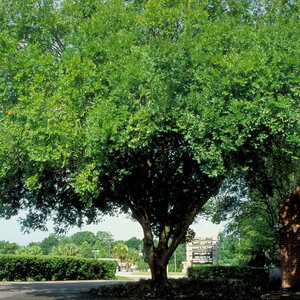 Ulmus Parvifolia Drake Chinese Elm