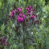 Vernonia Noveboracensis Ironweed