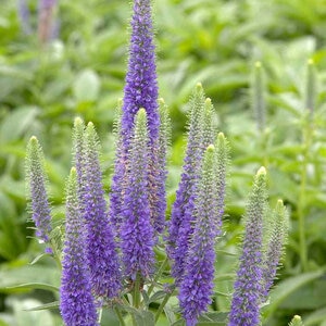 Veronica Spicata Royal Candles Speedwell
