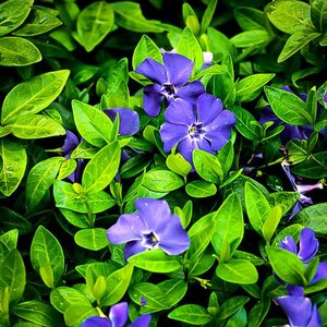 Vinca Minor Bowles Variety Common Periwinkle