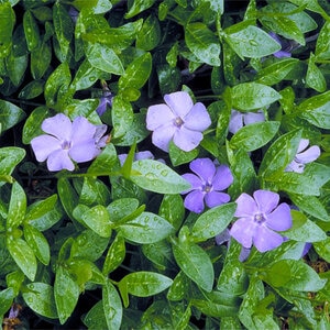 Vinca Minor Common Periwinkle