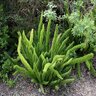Asparagus Densiflorus Myers Foxtail Fern 1 gal. Container