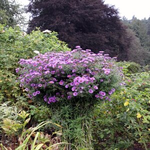 Symphyotrichum (Aster) Novae-Angliae New England Aster