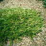 Juniperus Horizontalis Prince of Wales Creeping Juniper 3 gal. Container