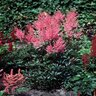 Astilbe X Arendsii Erika Astilbe