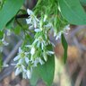 Oemleria Cerasiformis Osoberry