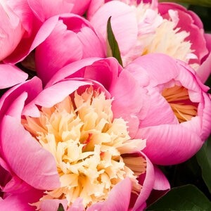 Paeonia Lactiflora Bowl of Beauty Peony