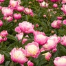 Paeonia Lactiflora Bowl of Beauty Peony