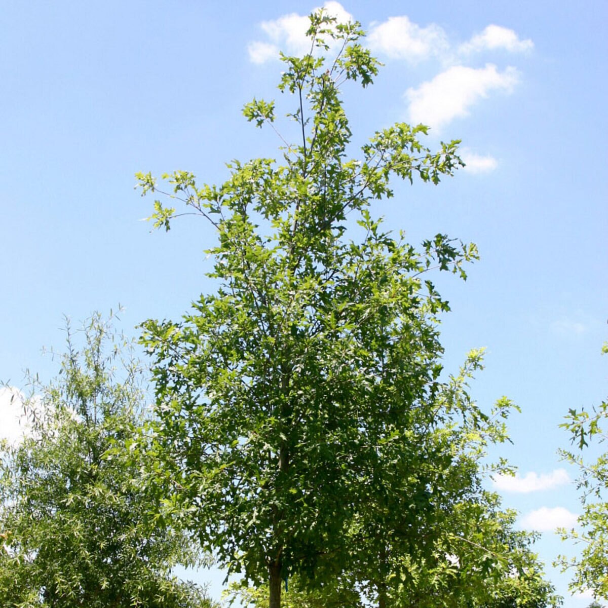 Quercus Lyrata Highbeam Overcup Oak | SiteOne US