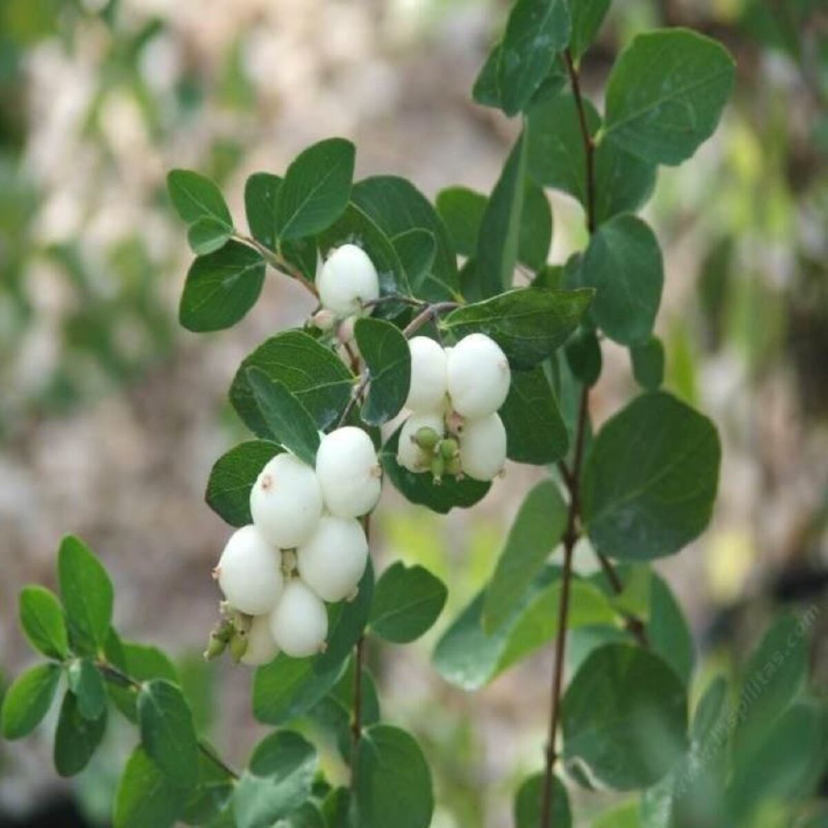 Symphoricarpos Albus Common Snowberry | SiteOne US