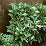 Aucuba Japonica Gold Dust Spotted Laurel 1 gal. Container