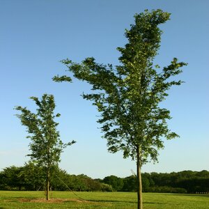 Ulmus Parvifolia Everclear Chinese Elm